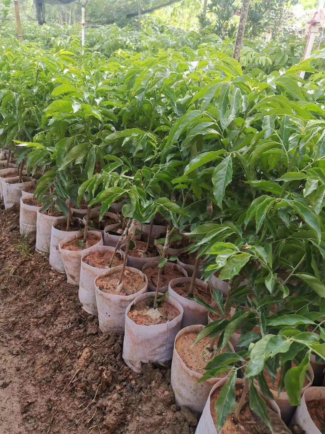 贵妃黄皮果苗  正宗的贵妃黄皮果嫁接苗，种植第二年可以挂果