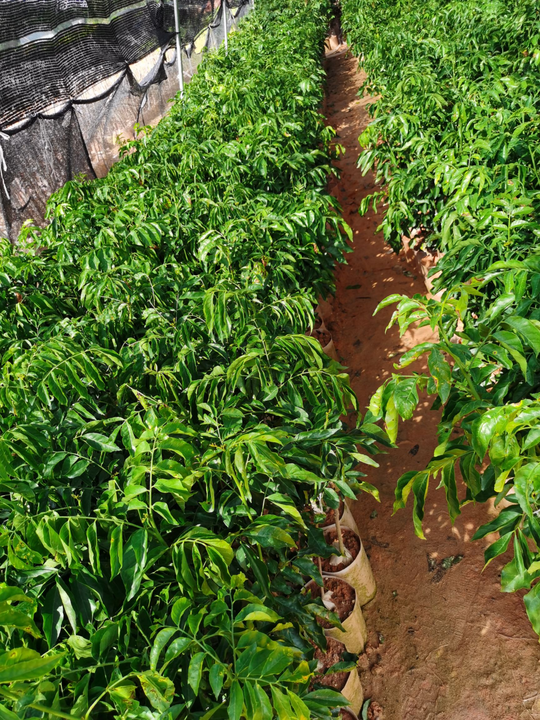 贵妃黄皮果苗  正宗的贵妃黄皮果嫁接苗，种植第二年可以挂果