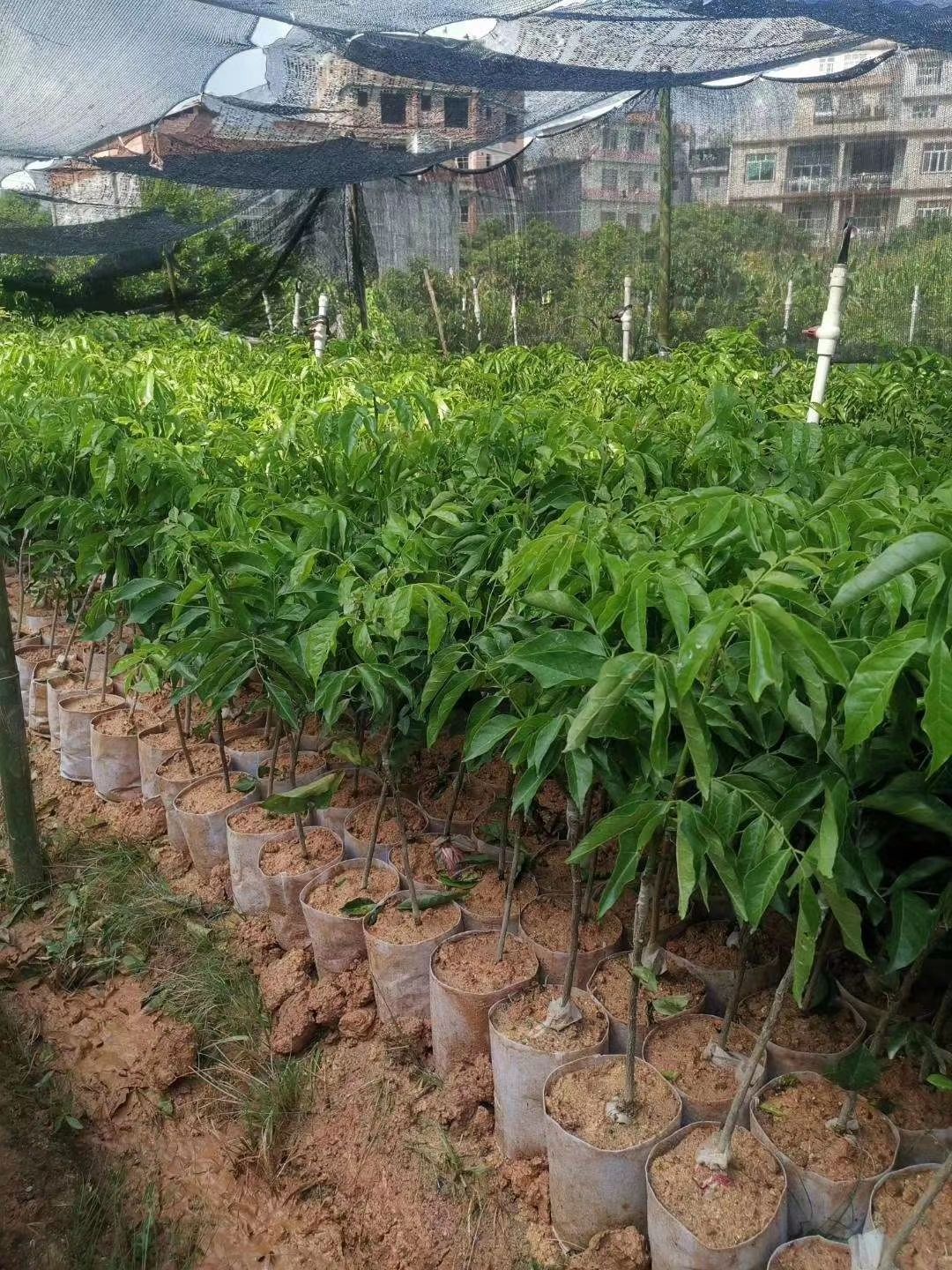 贵妃黄皮果苗  正宗的贵妃黄皮果嫁接苗，种植第二年可以挂果
