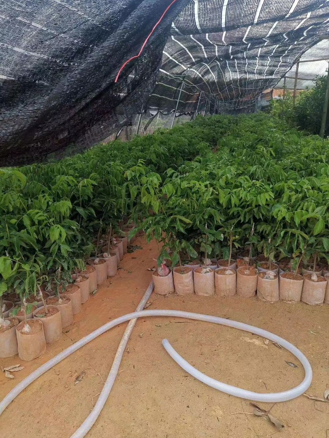 贵妃黄皮果苗  正宗的贵妃黄皮果嫁接苗，种植第二年可以挂果