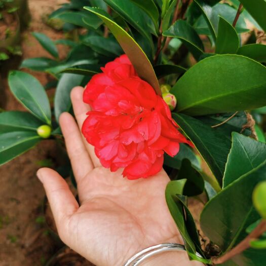 灵山县茶花苗  带营养杯发货，开花比较快