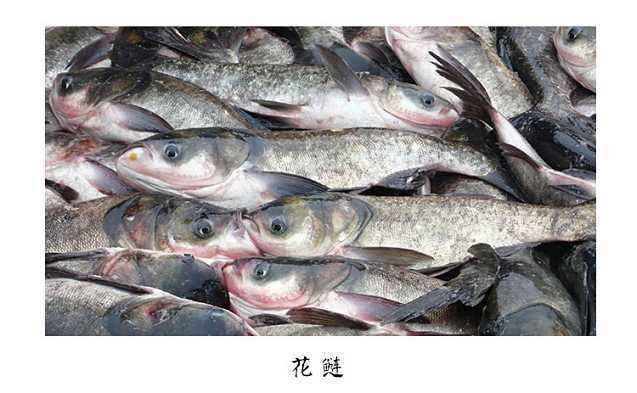 宣城雄鱼 花鲢 大湖赶网鱼 头型好 皮毛好