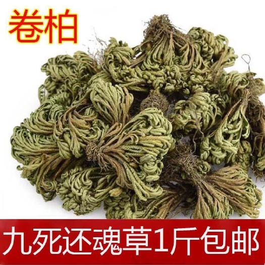 大还魂   九转还魂草    卷柏！正品！无硫新货！干净无