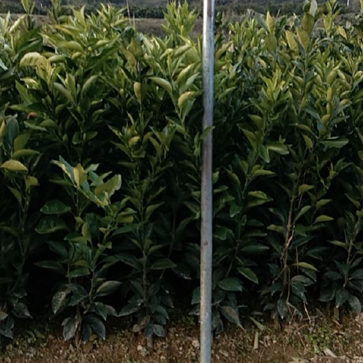 秀山脐橙树苗  优质纽荷尔，脐橙苗，枝繁叶茂品种纯正，旡任何病虫害。