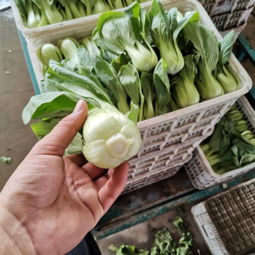 邯郸 上海青