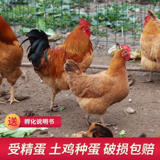 宁蒗县纯土鸡种蛋受精蛋可孵化小鸡纯种新鲜土鸡蛋受精卵
