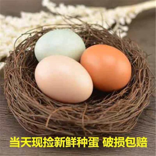 沭阳县纯种红瑶鸡种蛋可孵化小鸡受精蛋散养土鸡蛋受精高产新鲜