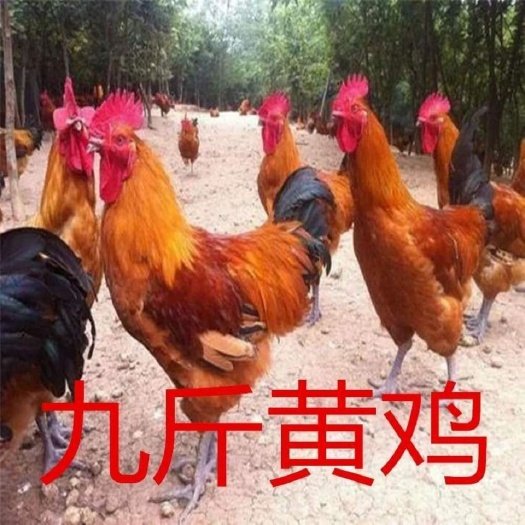沭阳县九斤红鸡种蛋受精蛋红三黄鸡种蛋大骨鸡安卡380肉鸡土鸡蛋可