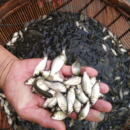 热销鲫鱼苗 土鲫鱼苗中科5号苗 提供养殖技术 包运输货到付款