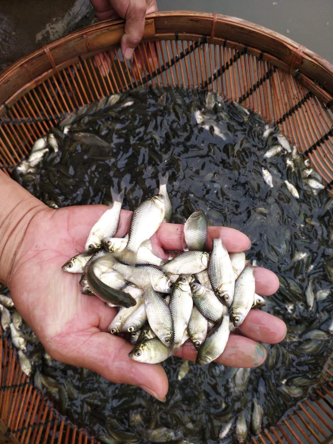 鲫鱼苗 热土鲫鱼苗中科5号苗 专业水产养殖提供养殖技术包运输