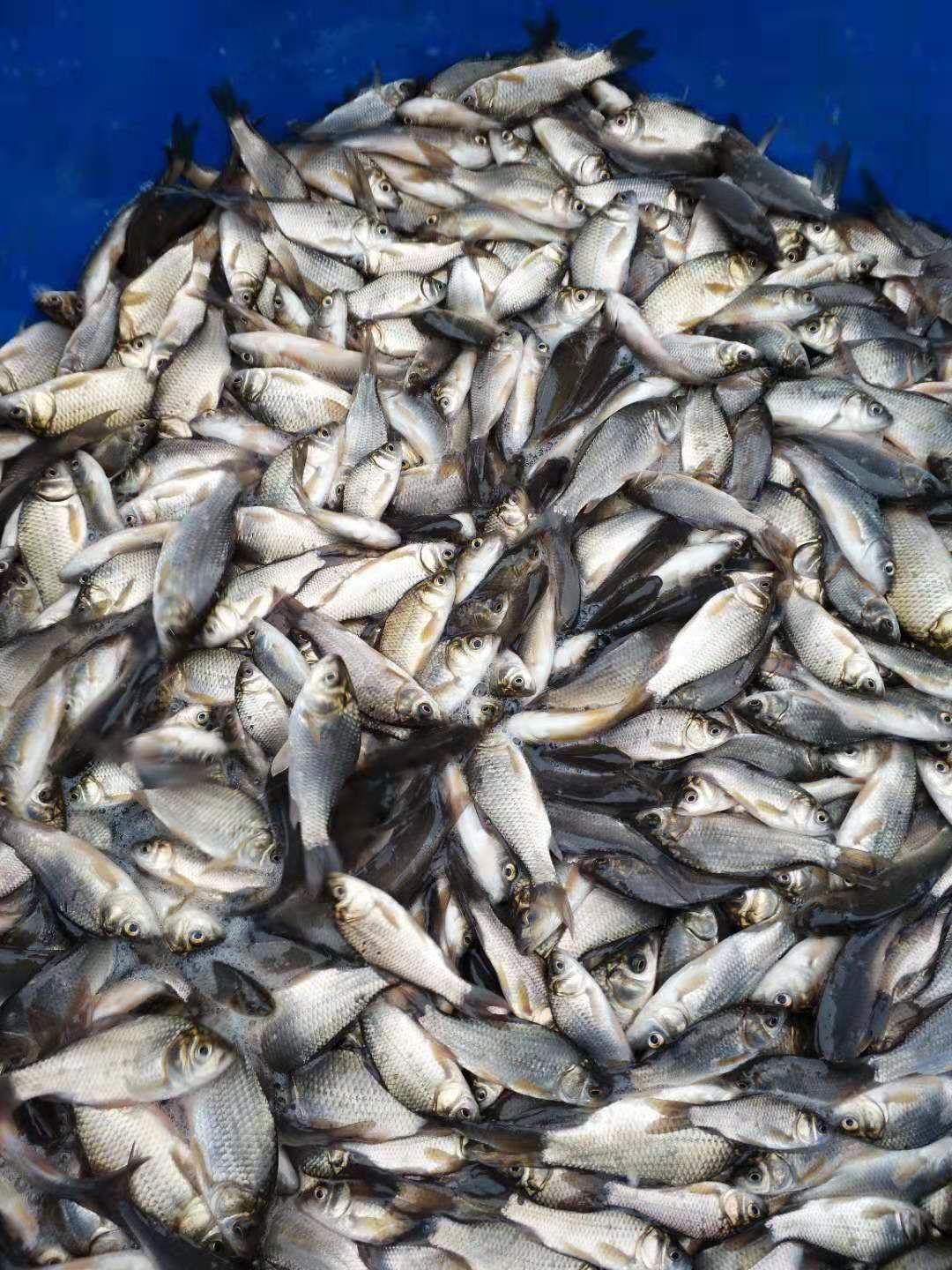 鲫鱼苗 热土鲫鱼苗中科5号苗 专业水产养殖提供养殖技术包运输