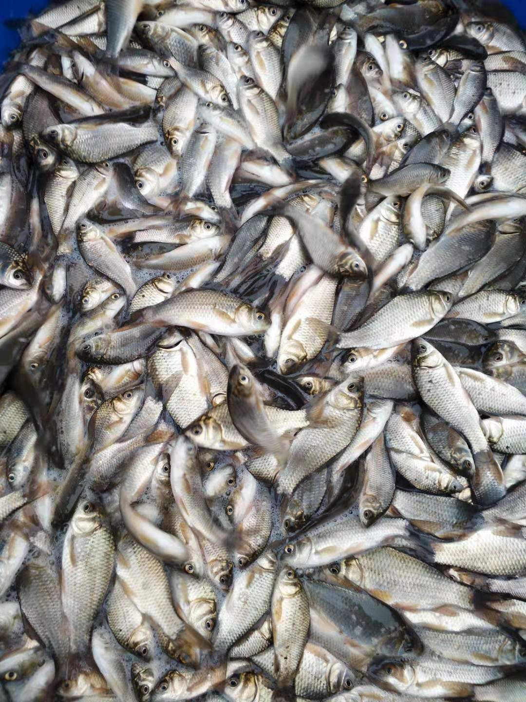 鲫鱼苗 热土鲫鱼苗中科5号苗 专业水产养殖提供养殖技术包运输