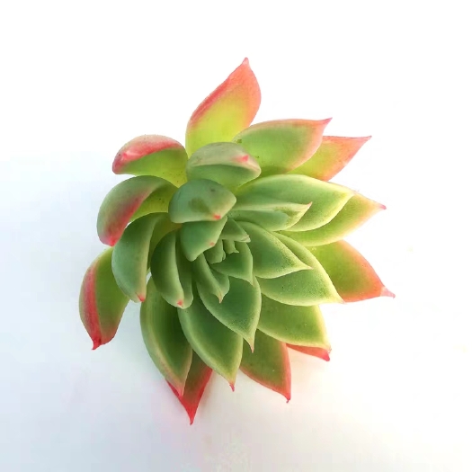 安顺 三色堇多肉植物穴盘苗