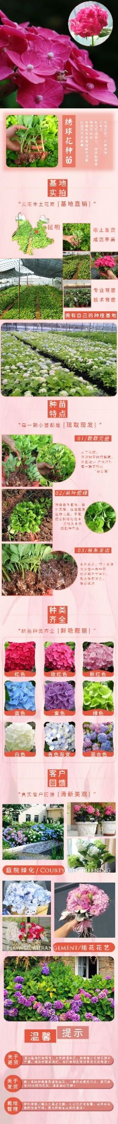 昆明 绣球花品种很多  任你挑选