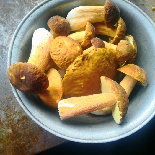 永平县 牛肝菌，品相优质，味美，