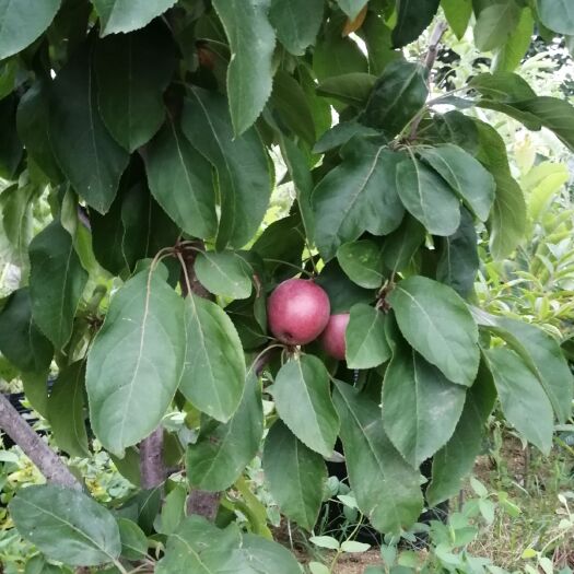平邑县 苹果树苗  山楂树苗