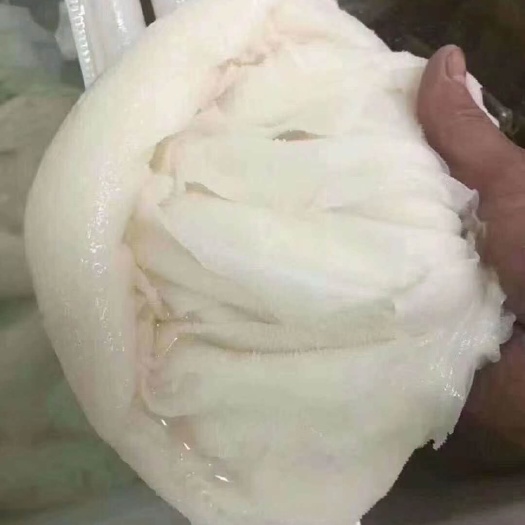 成都毛肚  火锅店供品黑/白个子（整肚）