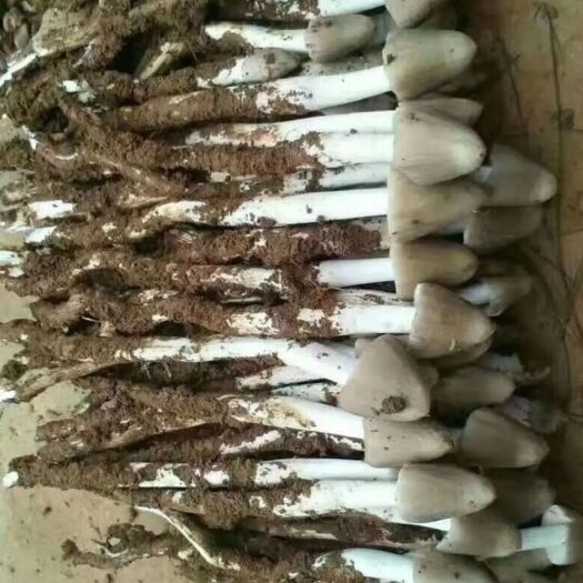 盐边县鸡枞菌  半开伞鸡枞手工采摘，当天采摘当天发货