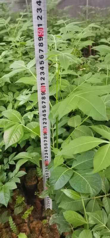 兴安县吴茱萸种子