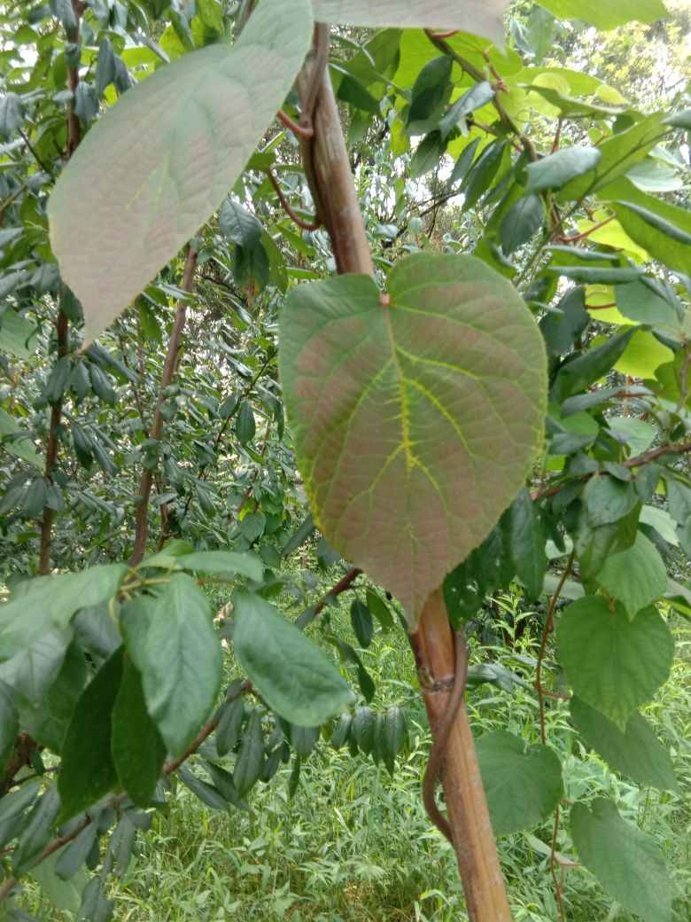 趙老師您好請問獼猴桃葉子是什麼情況