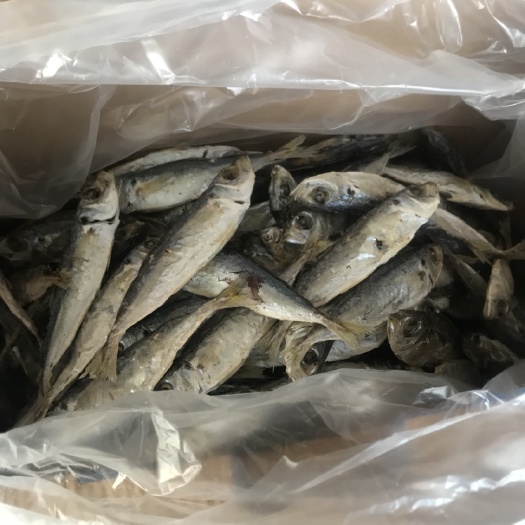 诏安县诏安特产本港新鲜巴浪鱼干