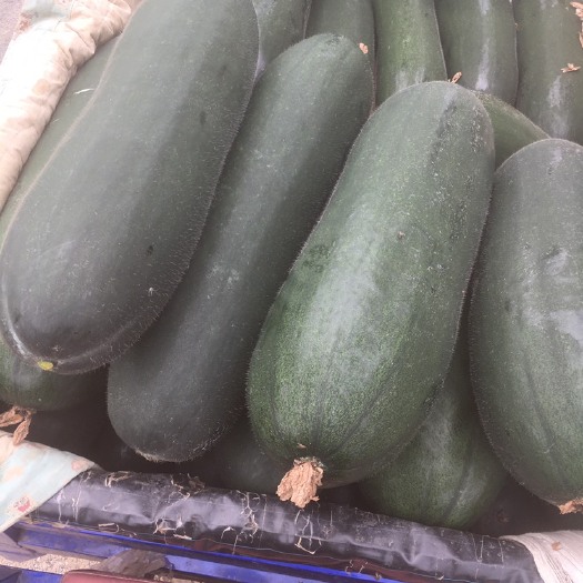 辽阳 精品吊冬瓜产地直销