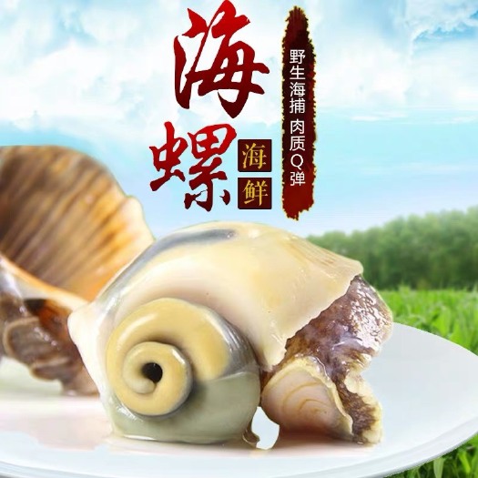  薄壳海螺，个大，肉肥，出肉率高