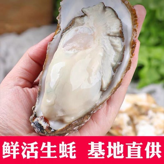 连云港乳山牡蛎 海水 4-5两/只 鲜活水产