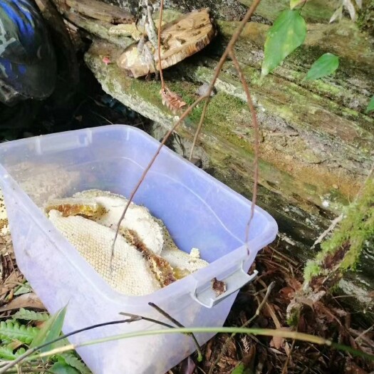 凌云县 正宗野蜂蜜 天然的深山野货  大自然的搬运工