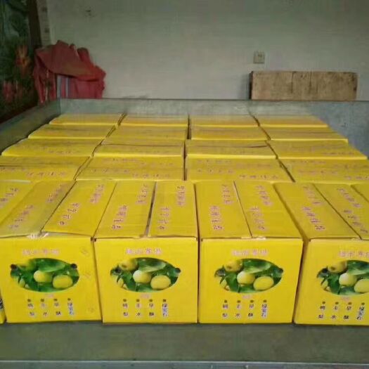 阳信县 富硒早酥梨自产自销没有中间商转差价。