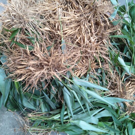 广州 新鲜淡竹叶，自挖自销，一斤代批发价