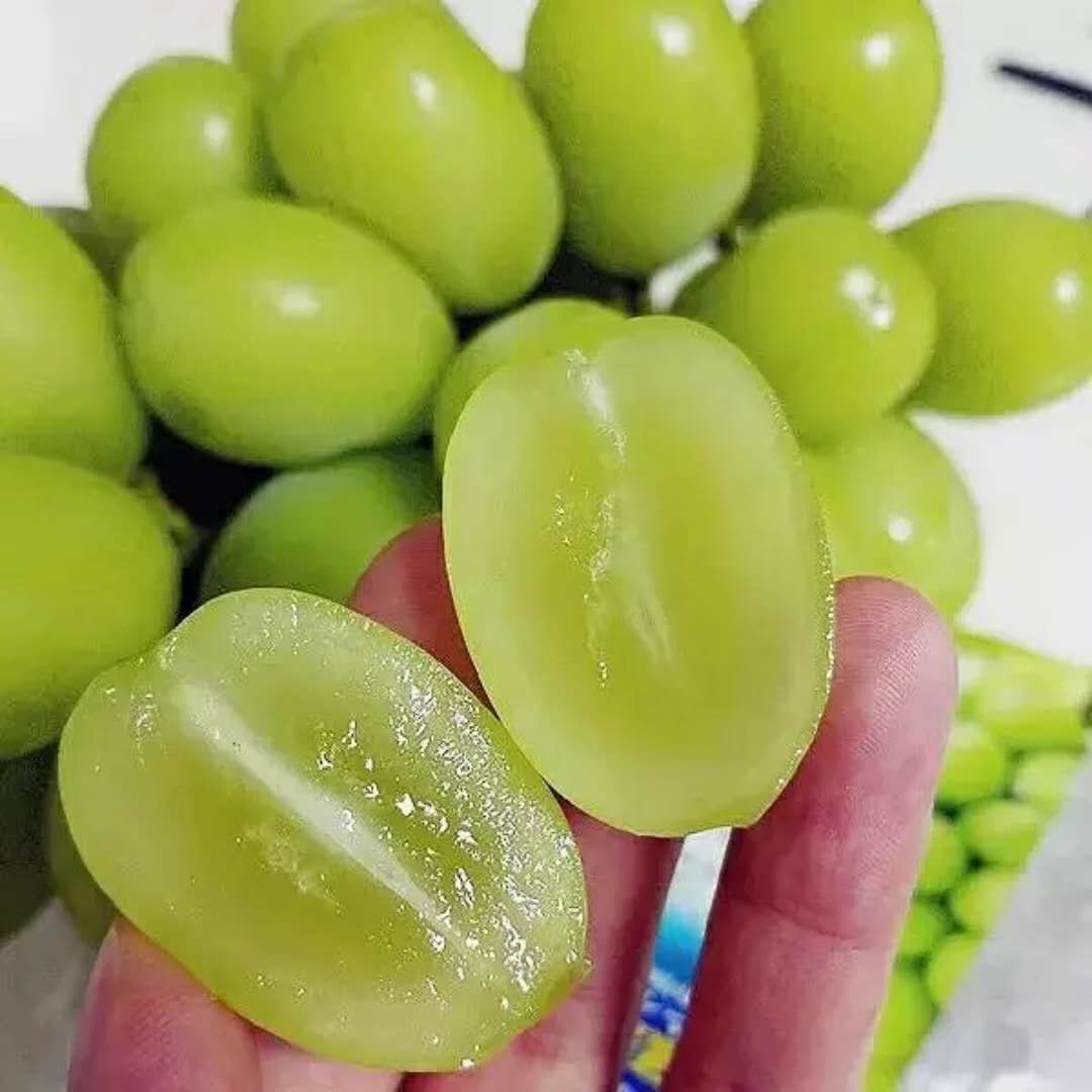 精品潜江阳光玫瑰，欢迎老板来考察。
