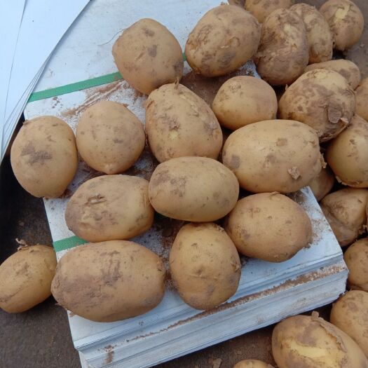 定边县希森6号 陕西土豆大量上市有要的老板前来采购