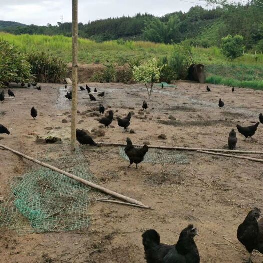 勐海县 散养绿壳土鸡蛋，有质有量，欢迎骚扰