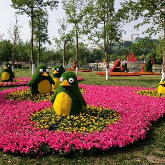 青州市 花草批发矮牵牛，矮牵牛价格，四季草花矮牵牛