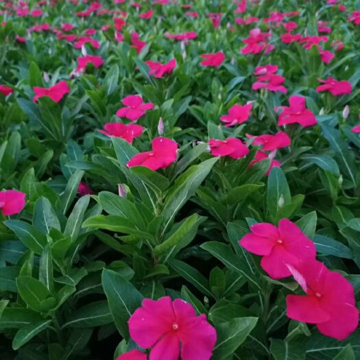  草花长春花，长春花价格，四季草花长春花基地