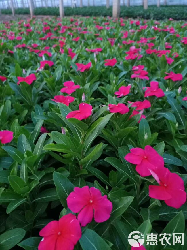  草花长春花，长春花价格，四季草花长春花基地