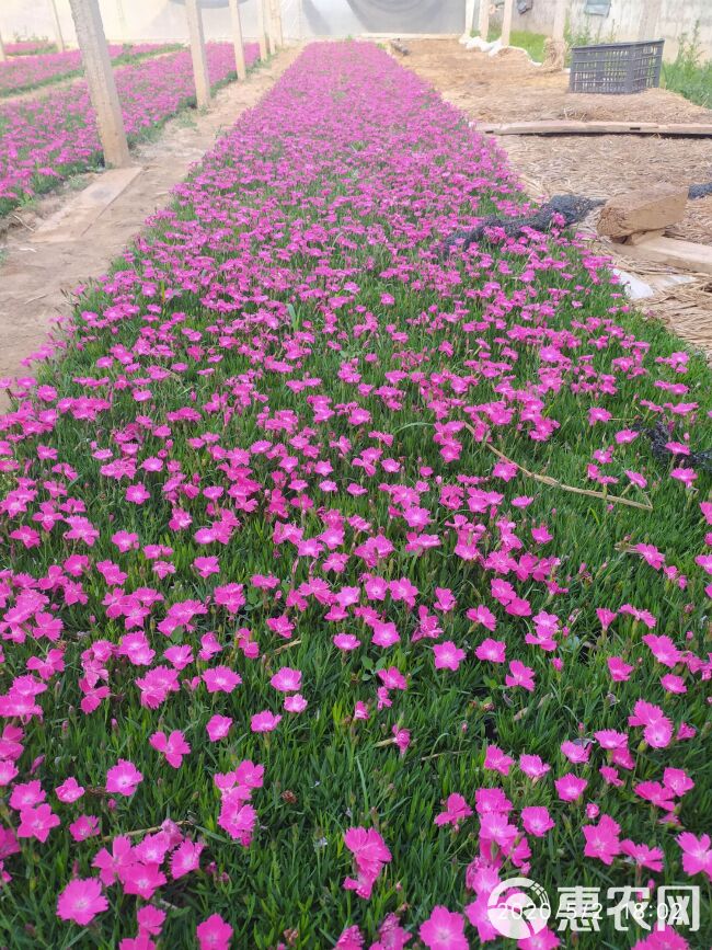  欧石竹价格，宿根草花欧石竹基地，欧石竹批发