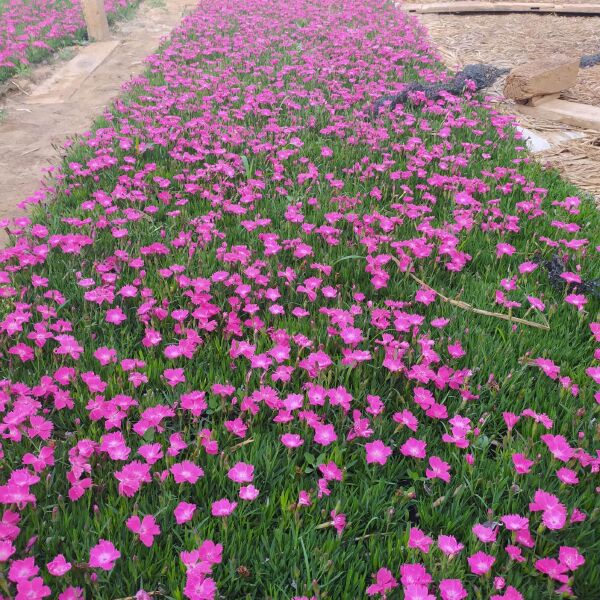  欧石竹价格，宿根草花欧石竹基地，欧石竹批发