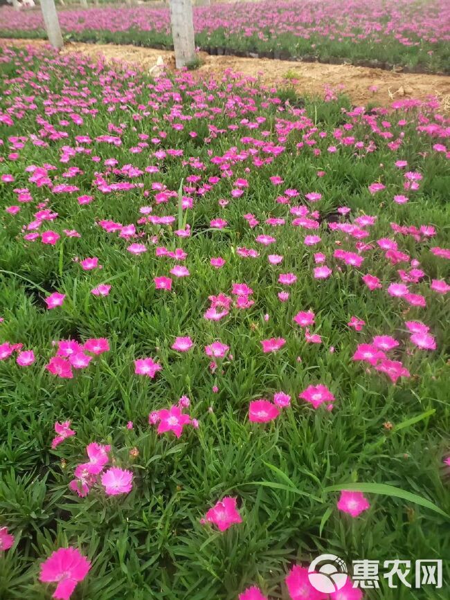  欧石竹价格，宿根草花欧石竹基地，欧石竹批发