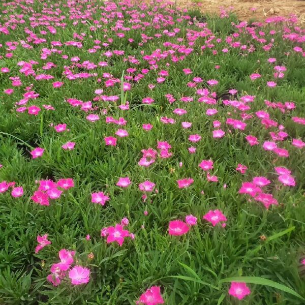  欧石竹价格，宿根草花欧石竹基地，欧石竹批发