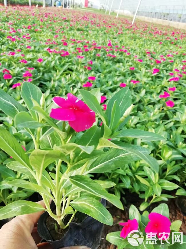  草花长春花，长春花价格，四季草花长春花基地