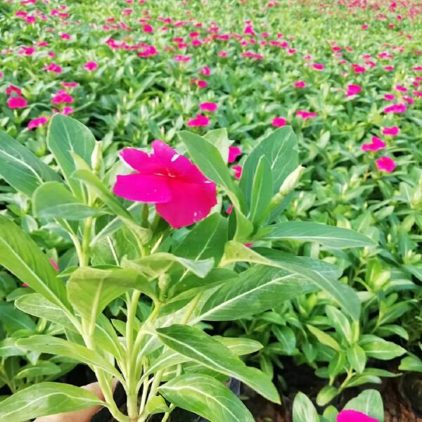  草花长春花，长春花价格，四季草花长春花基地