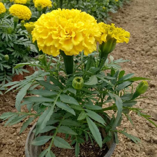 青州市 濮阳花草批发，四季草花万寿菊，草花万寿菊价格