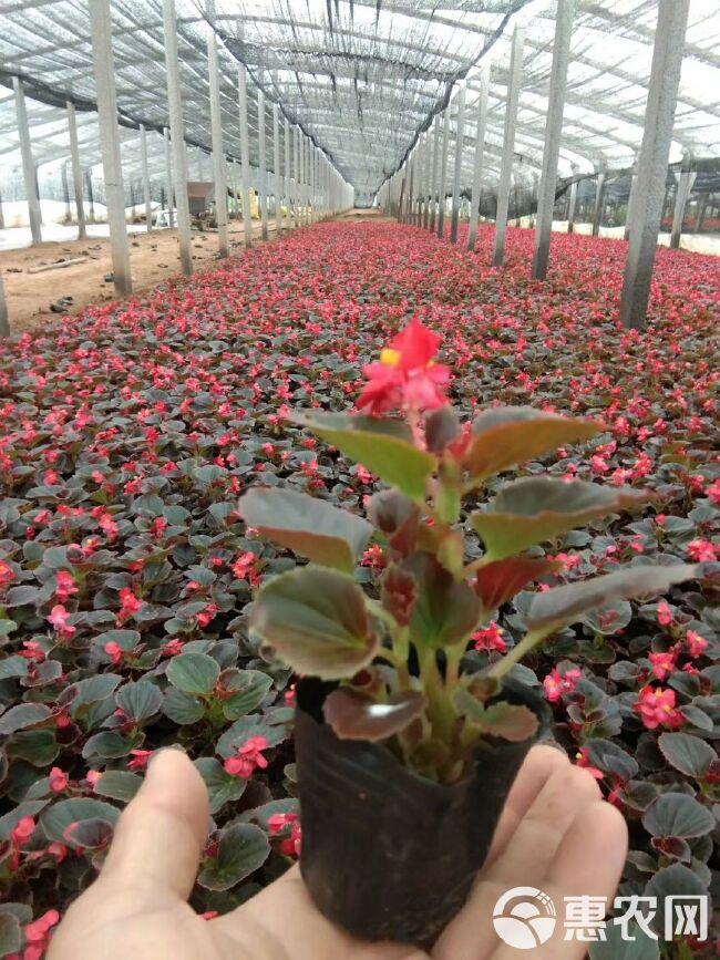  草花四季海棠基地，四季海棠价格，时令花草四季海棠批发