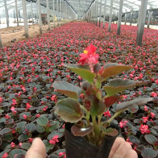  草花四季海棠基地，四季海棠价格，时令花草四季海棠批发