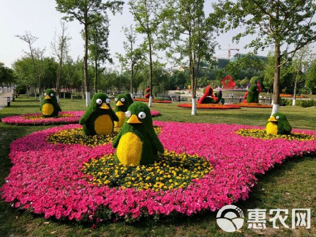  草花四季海棠基地，四季海棠价格，时令花草四季海棠批发