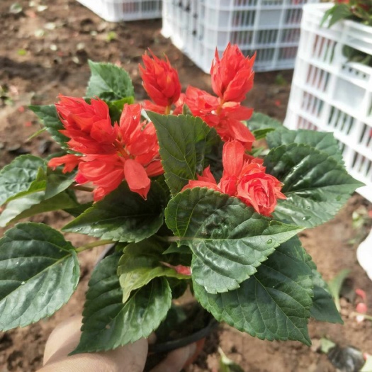 青州市矮牵牛 四季草花基地，草花一串红，一串红价格