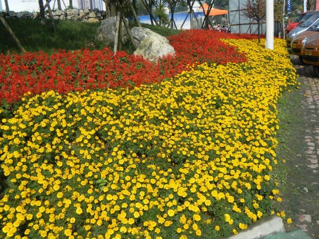  草花孔雀草，时令花草孔雀草，天津花草批发