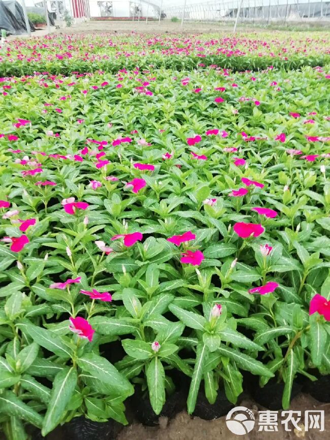  草花长春花，长春花价格，四季草花长春花基地